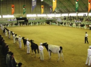 北海道ホルスタインナショナルショウ会場の様子-1