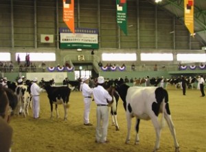 北海道ホルスタインナショナルショウ会場の様子-2