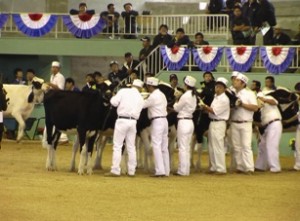 北海道ホルスタインナショナルショウ会場の様子-3