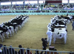 北海道ホルスタインナショナルショウ会場の様子-4