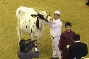 ジュニアチャンピオンの表彰式